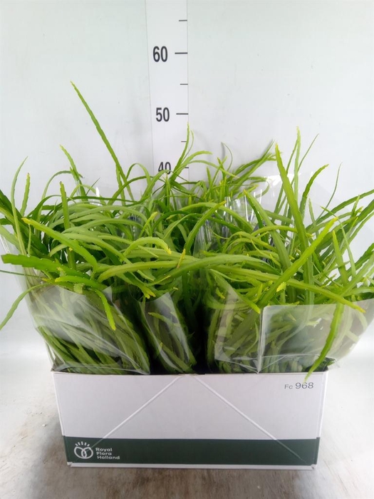 <h4>Rhipsalis   ...</h4>
