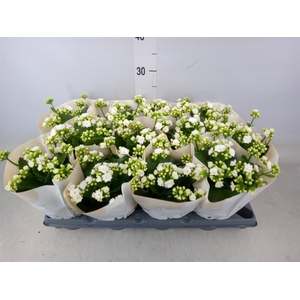 Kalanchoe Rose Flowers Matilde