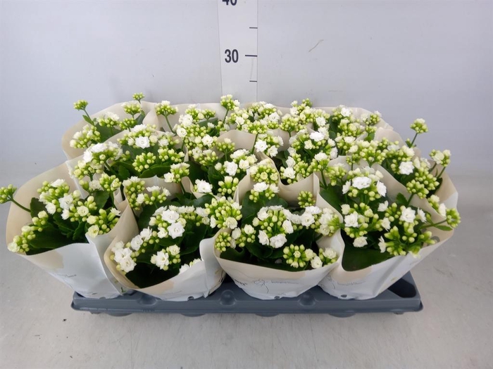 <h4>Kalanchoe Rose Flowers Matilde</h4>