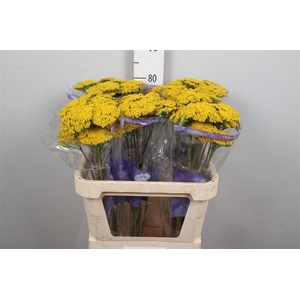 Achil F Parker Variety