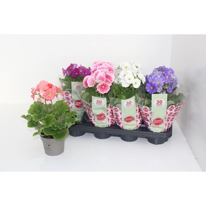 PRIM OB SWEETK A GEM