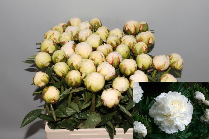 <h4>PAEO L BOWL OF CREAM</h4>