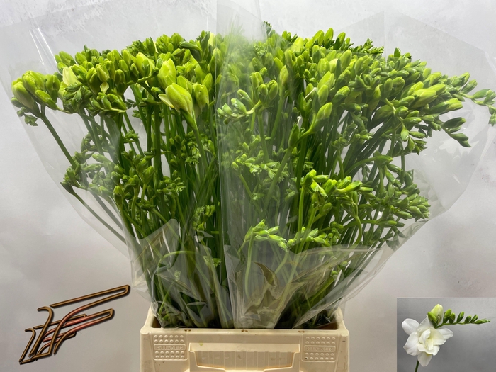 <h4>FR DU VOLANTE</h4>