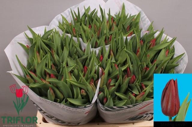 <h4>TU EN STRONG LOVE</h4>