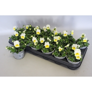 Viola cornuta F1 Sunny Side Up