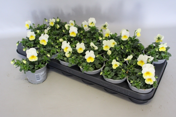 <h4>Viola cornuta F1 Sunny Side Up</h4>