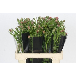 Ranunculus Moderna Allegria