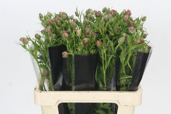 Ranunculus Moderna Allegria