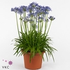 Agapanthus Charlotte blauw. pot 12 cm 2-5 knop