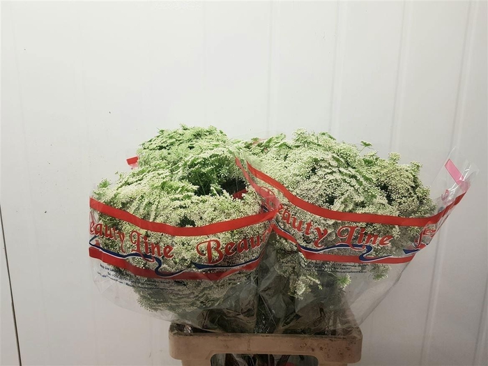 <h4>Ammi Visnaga Casablanca</h4>