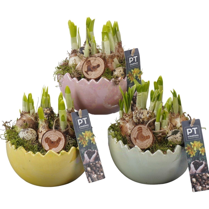 <h4>4493 LAAG PASTEL X4 TETE</h4>