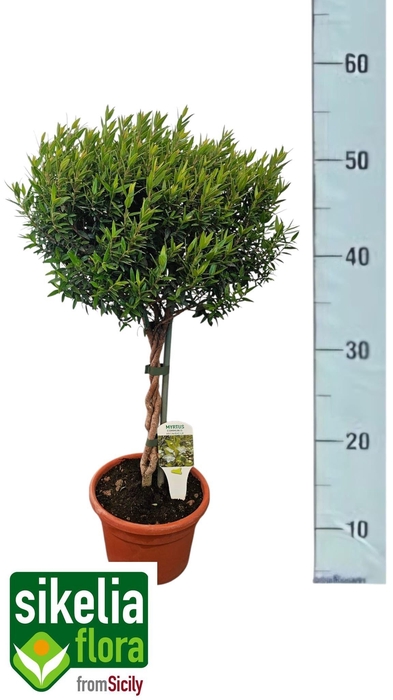 <h4>MYRTUS COMMUNIS</h4>