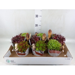 Arr.  Sempervivum L%