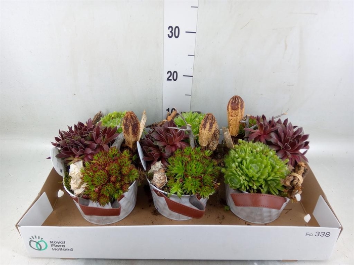 <h4>Arr.  Sempervivum L%</h4>