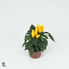 Capsicum yellow