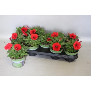 Petunia Red