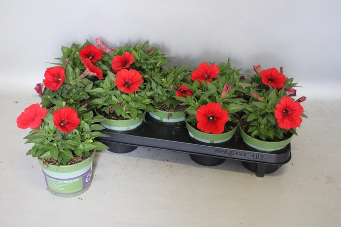 <h4>Petunia Red</h4>