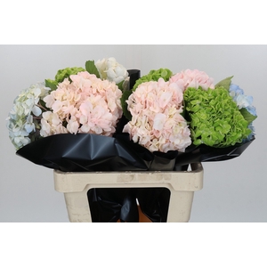 Hydrangea Premium Mix