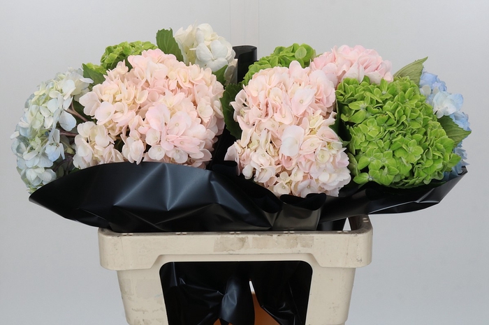 <h4>Hydrangea Premium Mix</h4>