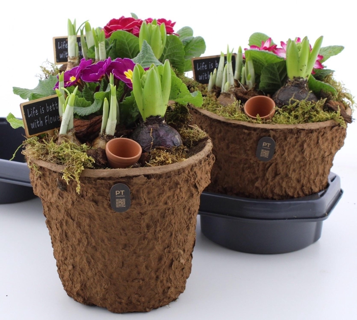 <h4>ARR PL IN SCHAAL</h4>