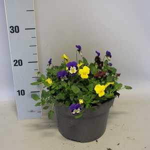 Viola cornuta 19 cm mix Geel/Rood/Blauw mix