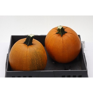 Sierfruit Cuc Maxima Halloween