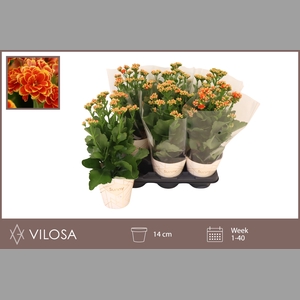 KAL GE VOLCAN ORANGE