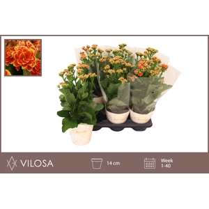 KAL GE VOLCAN ORANGE