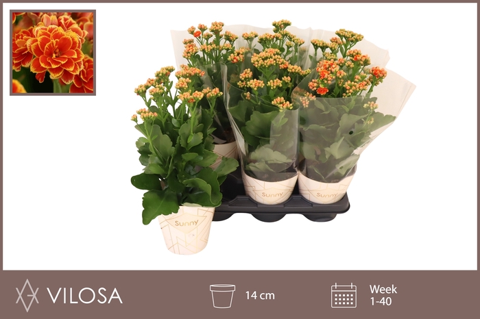 <h4>KAL GE VOLCAN ORANGE</h4>