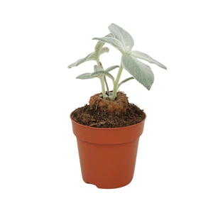 Cactus   ...