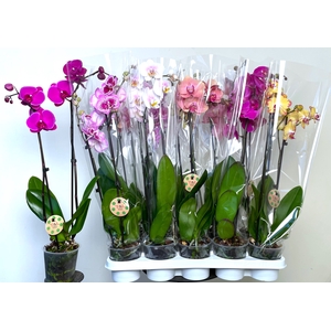 PHAL GEM 7 KL
