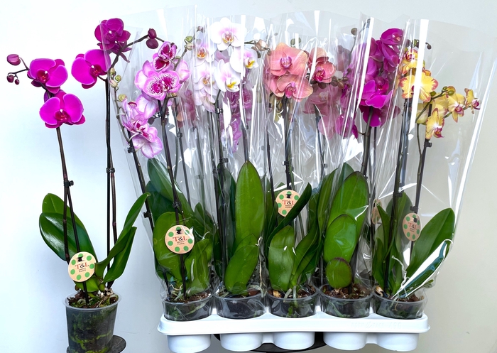 <h4>PHAL GEM 7 KL</h4>