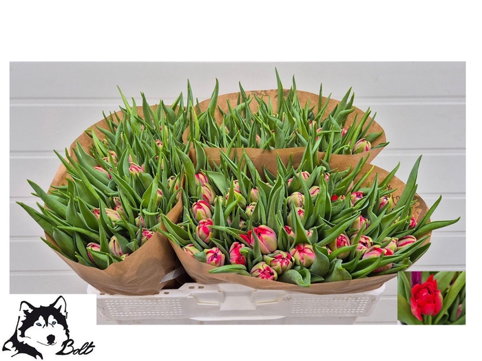 <h4>TU DU MAGIC PRICE</h4>