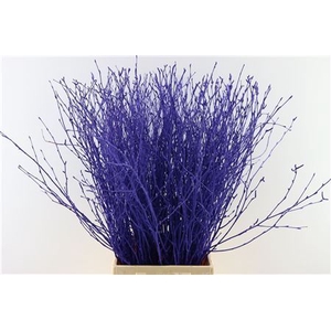 Berk 70cm Purple Bunch