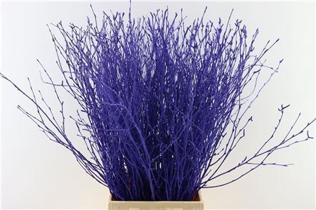 <h4>Berk 70cm Purple Bunch</h4>