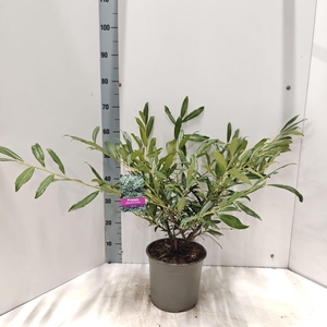 Prunus Zabeliana