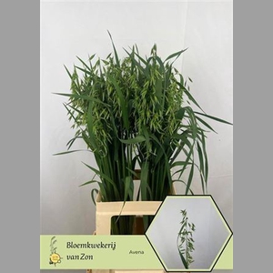 Avena Sterilis 75 Cm