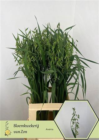 <h4>Avena Sterilis</h4>
