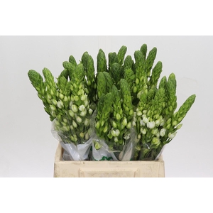 Ornithogalum Thyrsoides Milky Way