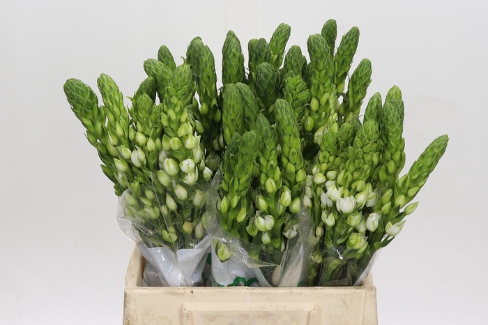 <h4>Ornithogalum thyrsoides Milky Way</h4>
