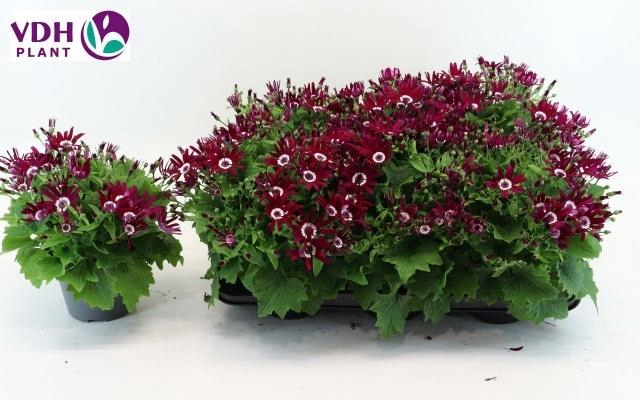 <h4>PERI C SEN RED</h4>