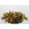 Banksia Dryandra