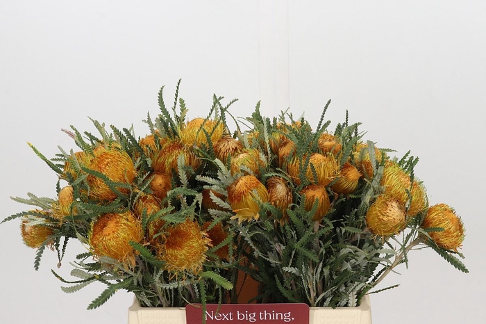 <h4>Banksia Dryandra</h4>