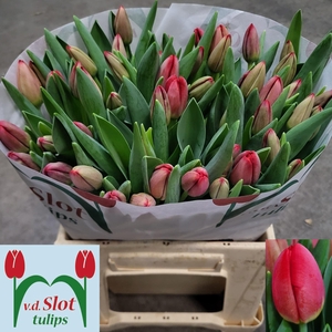 TU EN ANTARCTIC FIRE