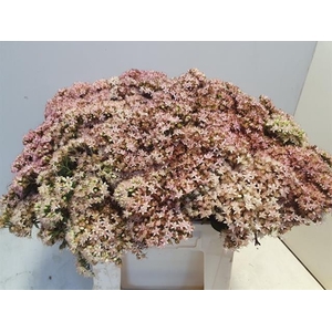 SEDUM MATRONA (BLOEI