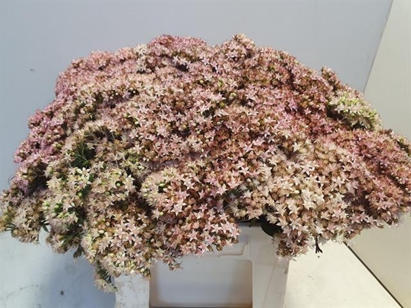 <h4>SEDUM MATRONA (BLOEI</h4>