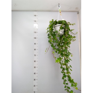 Hedera helix 'Pittsburgh'