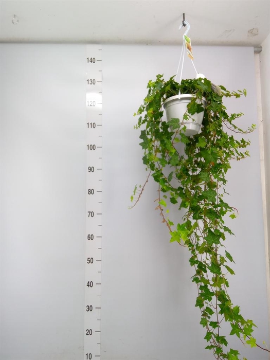 <h4>Hedera helix 'Pittsburgh'</h4>