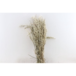 Dried Avena X5 Frosted White Bunch