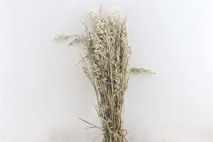 Dried Avena X5 Frosted White Bunch